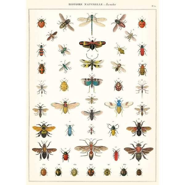 Affiche Vintage 50x70cm Cavallini & Co. Natural History Insects