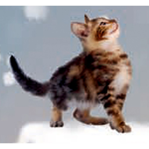 Calendrier de l'Avent Coppenrath Chat Noël