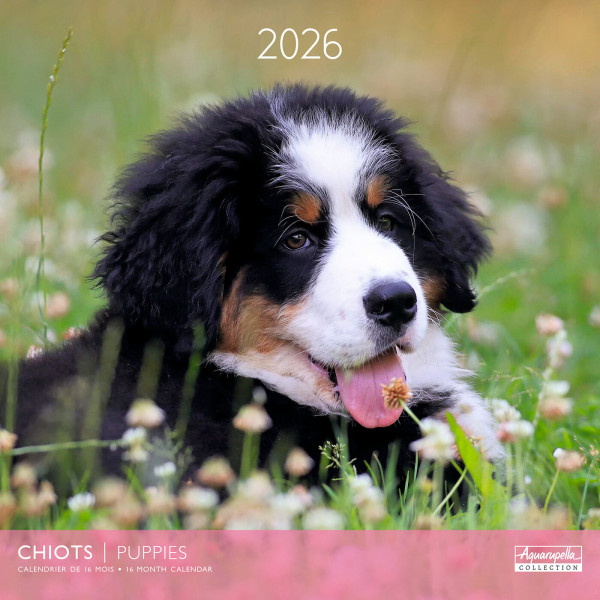 Calendrier Mural 2025 Puppies Chiots Avec Stickers - 16 Mois, Multilingue
